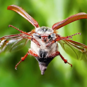 Stock Foto Kako se nositi s May Beetle