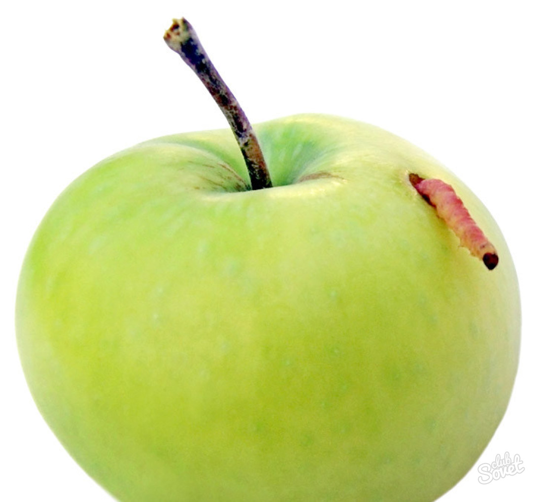 Apple fruit, how to deal