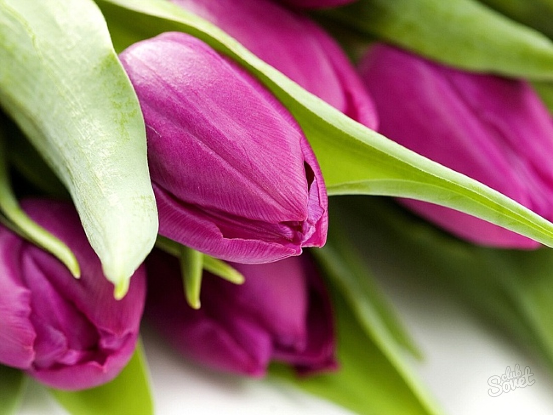 How to plant tulips in spring