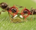 Come sbarazzarsi di formiche nel giardino