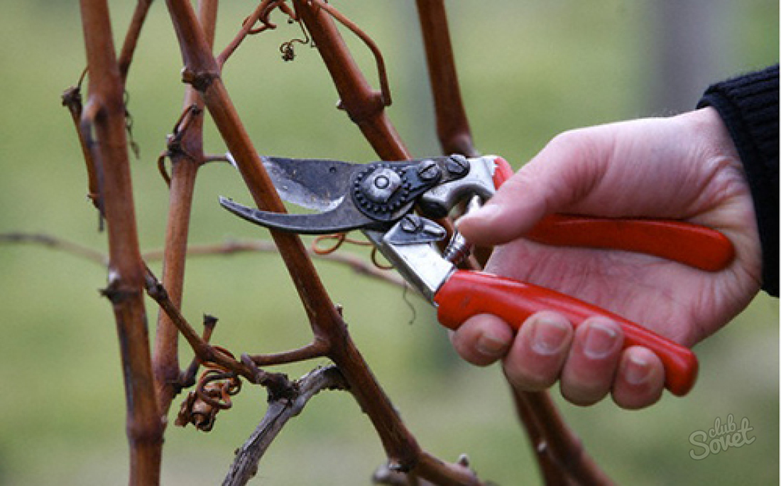 Como cortar uvas