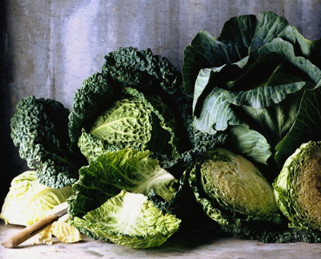 How to plant savoy cabbage