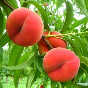 Как вырастить персик