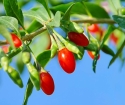 Goji Berries - Proprietăți utile
