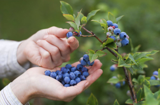 რა სასარგებლო blueberries?