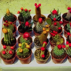 Hur växer kaktus