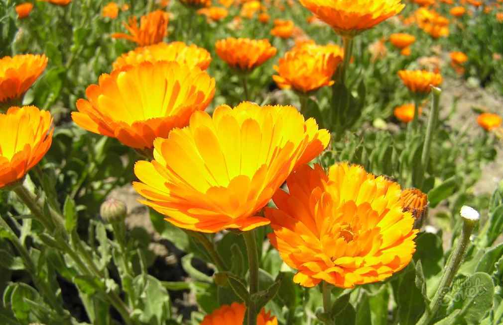 Tincture calendula from acne how to cook