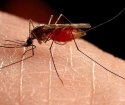 Как да помаже комари хапят?