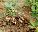 Jak rostou arašídy