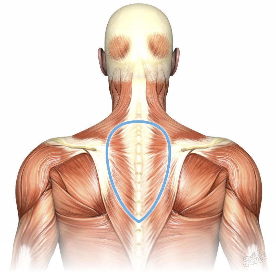 Jak odstranit šířku hrb na krku