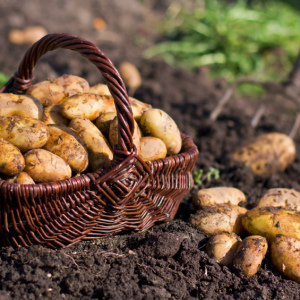 Foto Como montar a colheita de batatas