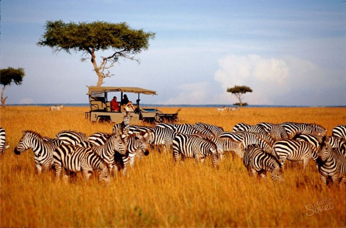 ما المتنزهات الوطنية كينيا هي الأكثر إثارة للاهتمام