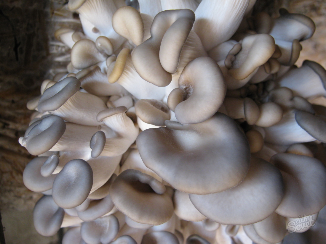 Hur växer svampar