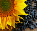 Wie man Sonnenblume zu Hause trocknet