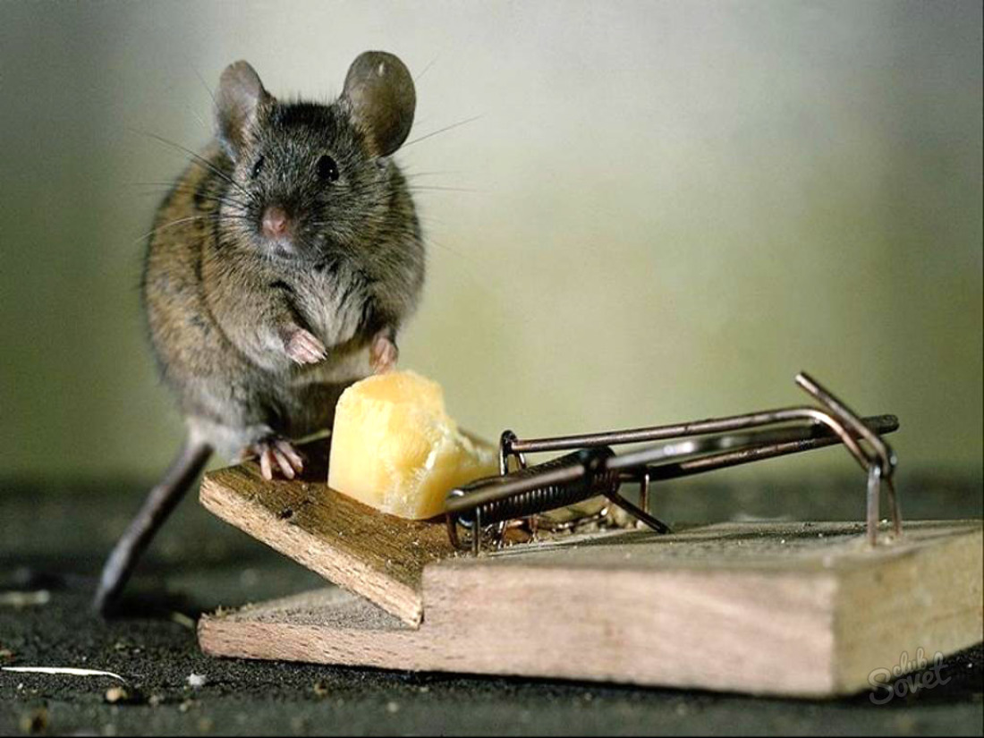 Kako uhvatiti miša u stanu