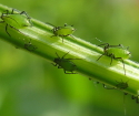 How to deal with aphids on plants