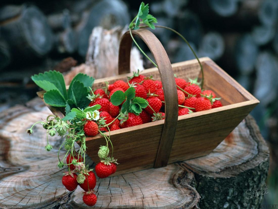 Cum să crească răsaduri de căpșuni