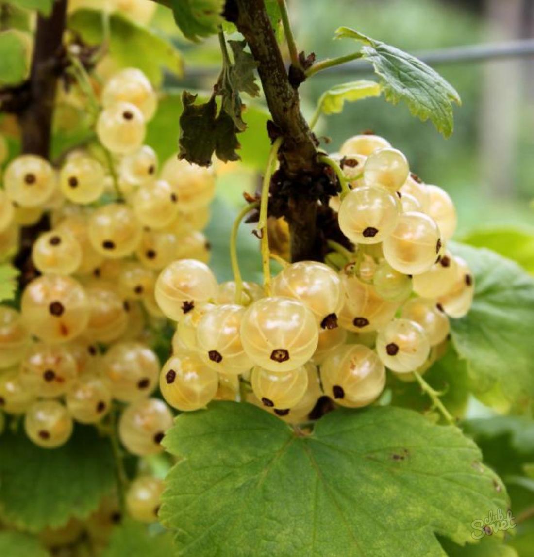 What can be made of white currant?