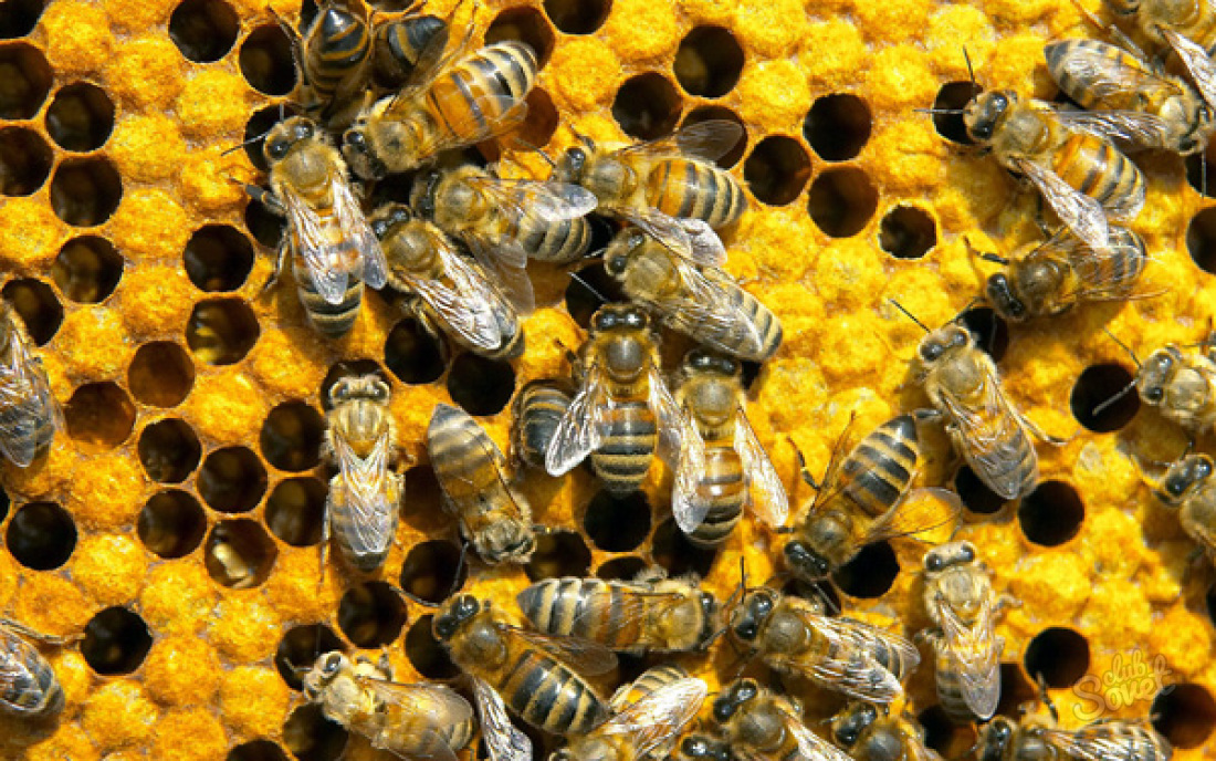 Hur man gör en ram för bikupa