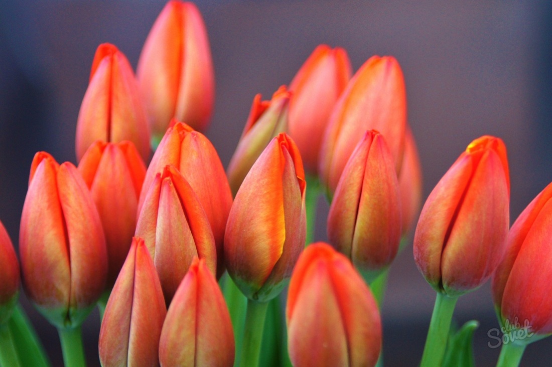 Cara Menyimpan Tulip Segar