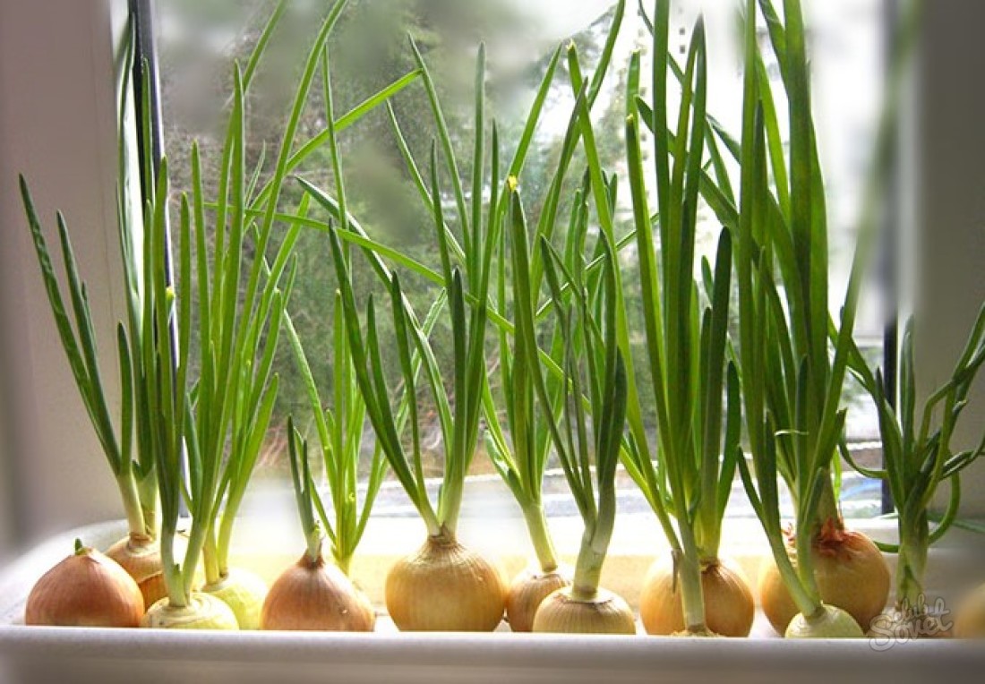 كيف تنمو بصل أخضر