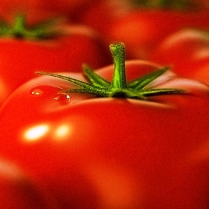 Foto Hur man bryr sig om tomater