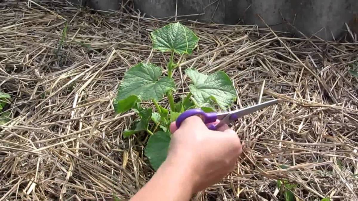 Как да се захванете краставици