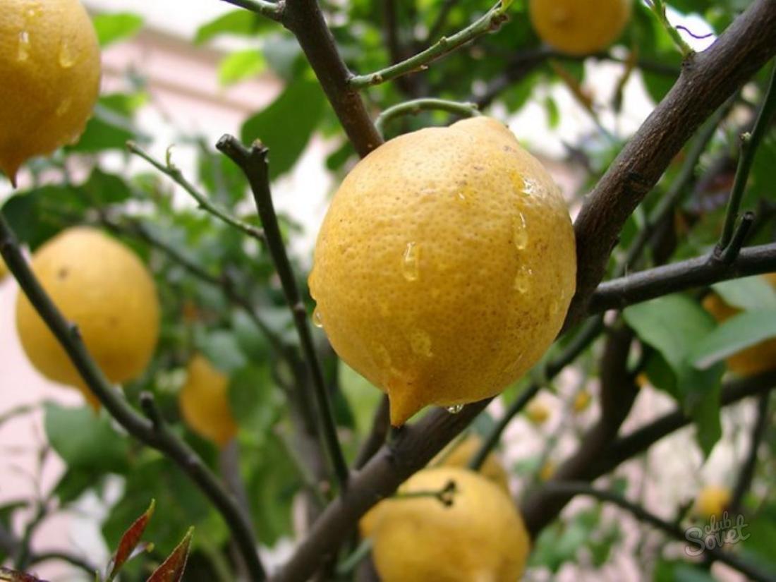 Hur man bryr sig om citron