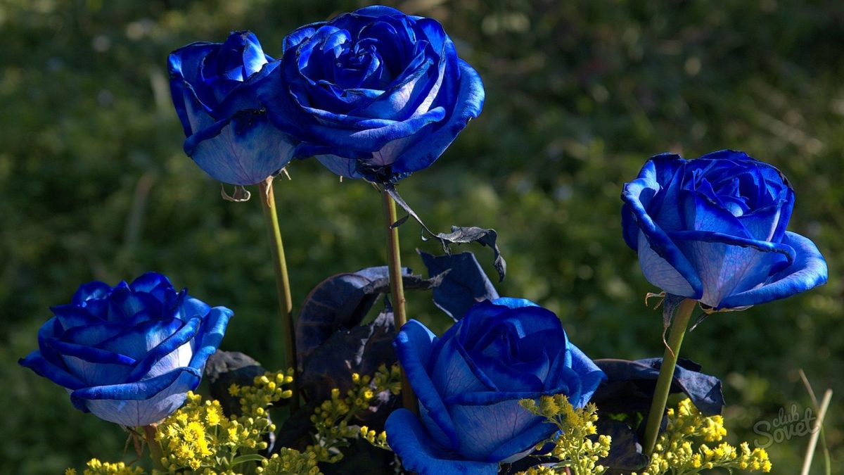Cum să picteze trandafiri în albastru