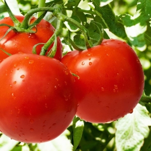 Foto Come nutrire il lievito pomodori