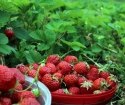 Hur man förbereder jordgubbar för vintern?