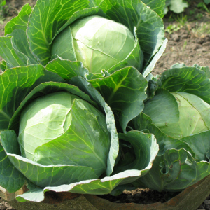 Photo How to collect crop cabbage