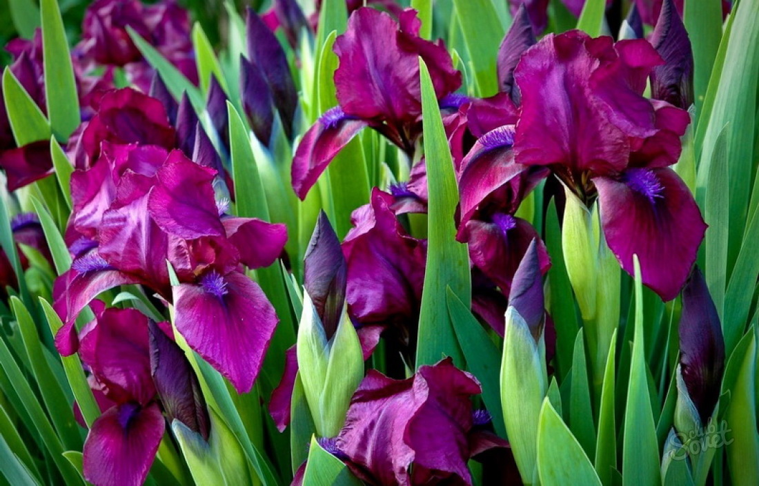 Cara merawat iris