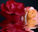 Hogyan lehet megmenteni a rózsákat a vázában