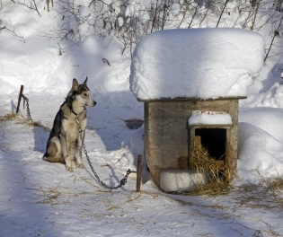 Как утеплить будку для собаки