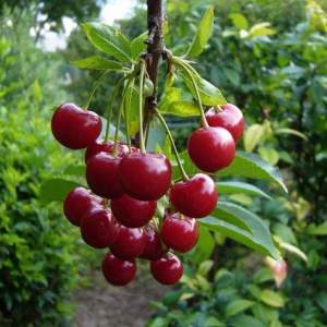 Photo how to plant a cherry