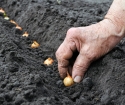 Cum să plantați ceapa din Navokov în teren deschis
