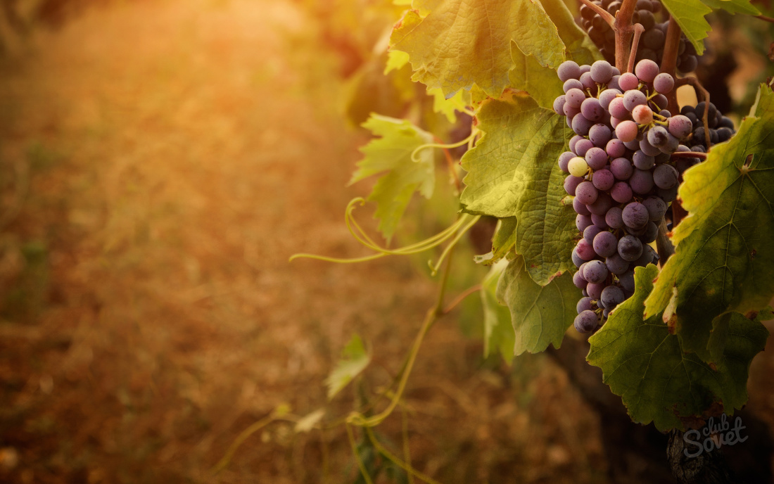 Как размножить виноград