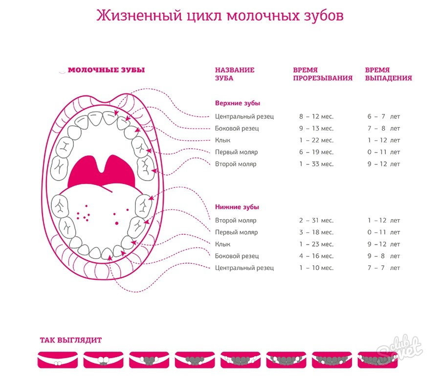 Режутся зубы 2 года. Зубы схема прорезывания молочных. Зубы у детей схема прорезывания до 3 лет. График прорезывания молочных зубов у детей после года. Схема прорезывания молочных зубов у детей до 2 лет.
