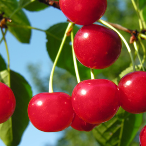 How to grow cherry