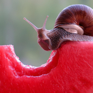 How to care for snails