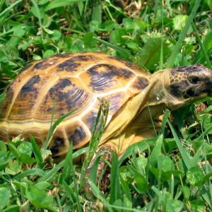 Foto Como determinar a idade da tartaruga