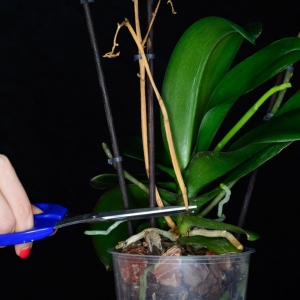 Orchidée vaincu - Que faire avec la flèche?