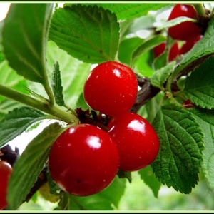 Ako pestovať plsť Cherry