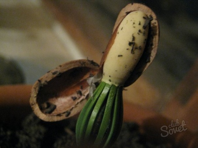 Jak rosnąć-Cedar-Out-Nut