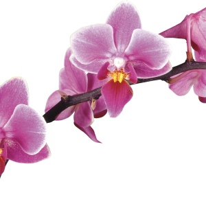 Come propagarsi a casa orchidea