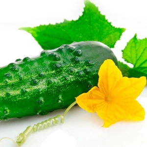 Photo How to grow seedlings of cucumbers