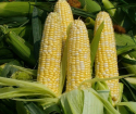 Jak zasadit kukuřice v otevřené zemi?