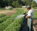 Jak zasadzić sadzonki pomidorowe w otwartym terenie