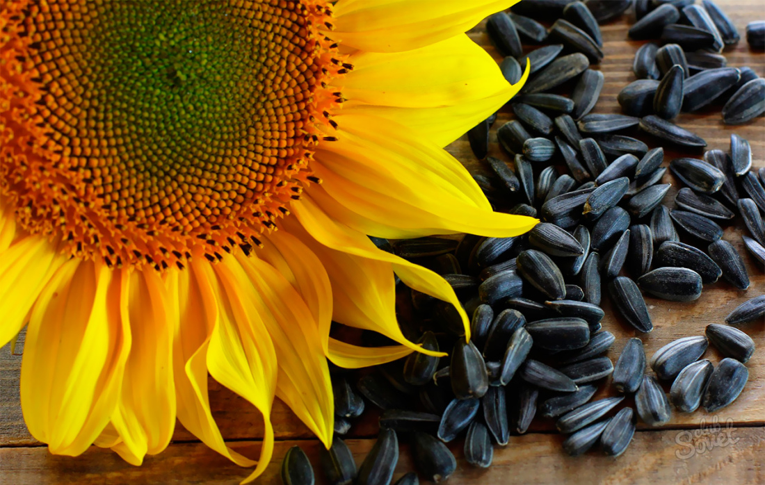 Wie man Sonnenblume zu Hause trocknet